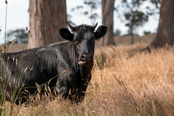 herd of cows eating grass on a farm in a field, restoring landscape and using sustainable farming
