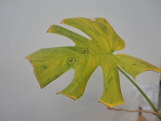 houseplant diseases.monstera diseases. yellowed monstera leaf with dried ends. monstera thrips...