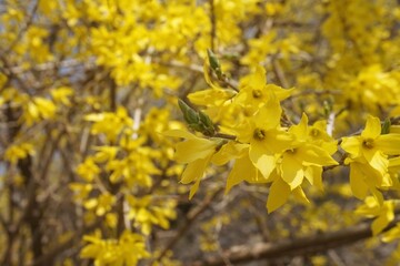 yellow forsythia flowers bloomed