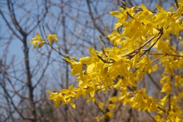 yellow forsythia flowers bloomed
