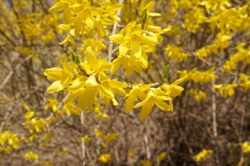 Obraz premium yellow forsythia flowers bloomed