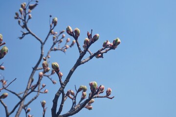 blossoming buds on the branches of a tree in early spring in south korea