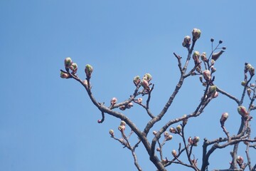 blossoming buds on the branches of a tree in early spring in south korea