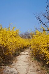 yellow forsythia flowers bloomed. road among flowering forsythia bushes. spring in korea
