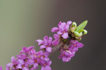 Flowers of February daphne, Daphne mezereum