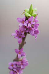 Flowers of February daphne, Daphne mezereum