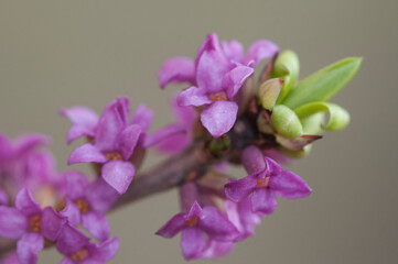Flowers of February daphne, Daphne mezereum