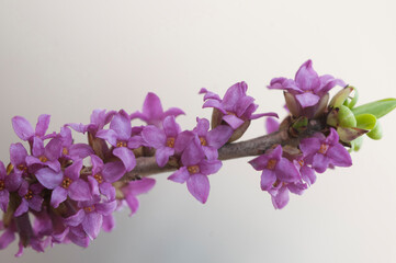 Flowers of February daphne, Daphne mezereum