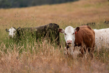 herd of cows eating grass on a farm in a field, restoring landscape and using sustainable farming