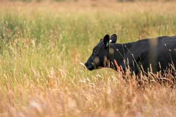 Fototapeta premium herd of cows eating grass on a farm in a field, restoring landscape and using sustainable farming