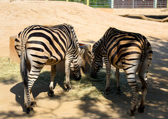 zebra in the zoo