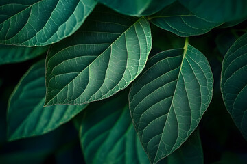 Obraz premium Close-up of Deep Green Leaves with Intricate Veins