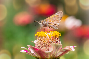 Skipper Butterfly Profile with Proboscis Out