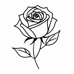 Elegant Line Art Rose Flower Drawing Botanical Illustration