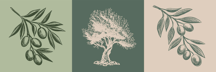  Olive tree and branch hand drawn illustrations, sketch.	
