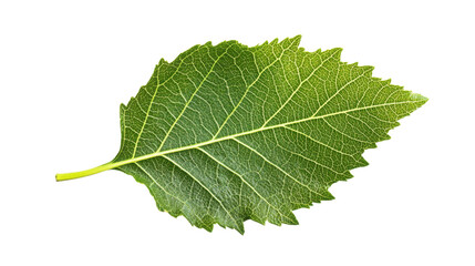 Obraz premium Leaf's Vivid Green: A close-up photograph showcases the intricate details and vibrant green color of a single leaf, highlighting its texture and natural beauty.
