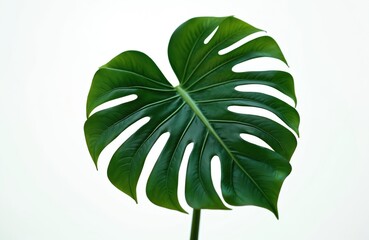 Illustration of vibrant green Monstera leaf isolated against clean background. Tropical plant shows intricate leaf veins, fenestrations, conveying tropical, botanical, jungle, natural, home decor,