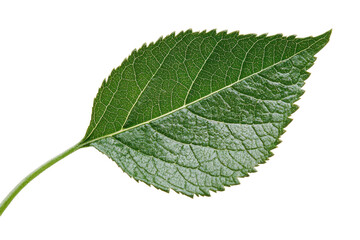 Fototapeta premium Green Leaf: A vibrant, detailed photograph of a single green leaf, highlighting its intricate texture, the delicate veining, and the fresh, natural beauty.