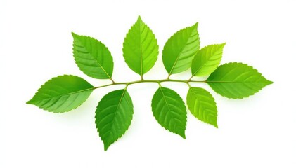Fototapeta premium Isolated branch with green leaves on white background, leaf, tree, botanical