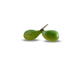 sterculia foetida or wild almond green fruits isolated on white background
