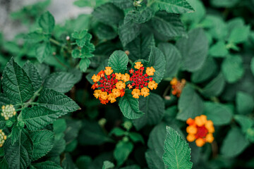 Chicken dung flowers (Tahi Ayam) that bloom along the streets in Jakarta bloom beautifully.