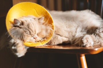 Sick British longhair cat is sleeping on a chair to recover in the sun