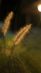 Obraz premium The image shows a close-up of some grass seed heads. They appear to be soft and fuzzy, and are likely illuminated by soft lighting, giving them a warm, glowing appearance against a blurred background.