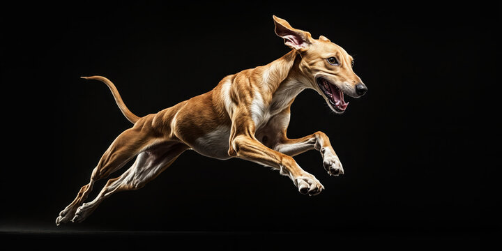 Athletic fawn colored lurcher dog leaping gracefully in mid-air against black background