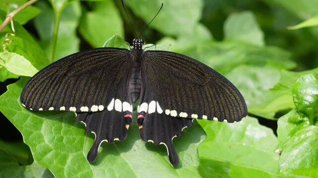 A black Common Mormon butterfly is resting on the green leaf	
