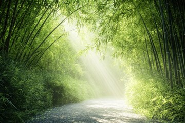 Fototapeta premium Bamboo forest pathway illuminated by gentle sunlight in a tranquil setting