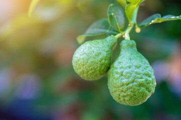 Kaffir lime fruit on the Kaffir lime tree