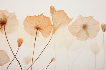 Real pressed lotus leaves flower petal plant.