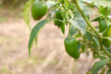 fresh green chili on plant closeup, chili plants in organic farming, Chilies closeup in field,...