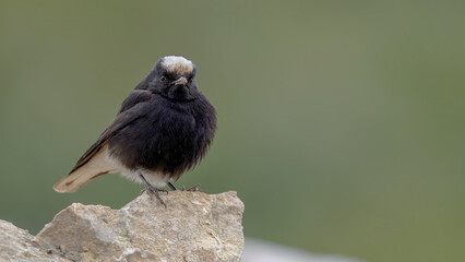 White-crowned Wheatear bird perching on a rock