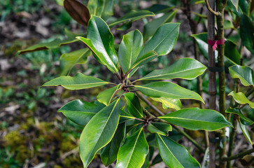 Green leaves of evergreen magnolia in garden