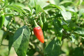 fresh red chili vegetable on plant closeup, chili plants in organic farming, Chilies closeup in...