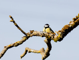 Tit on a branch