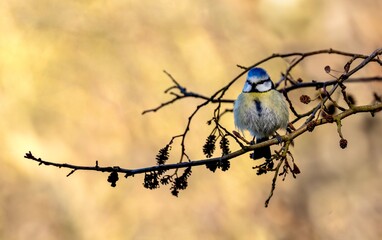 Tit on a stick