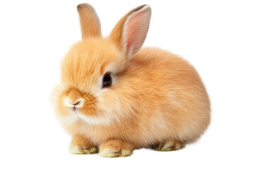 Obraz premium Fluffy orange rabbit with soft fur sitting calmly, cut out