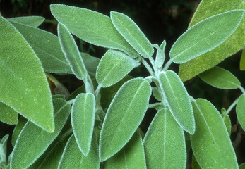 Obraz premium Sauge officinale, salvia officinalis