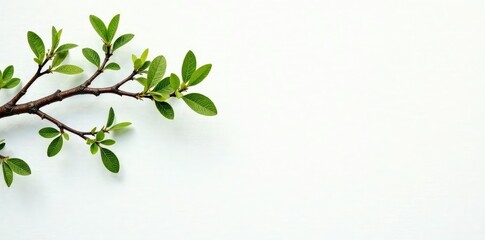 Obraz premium Isolated tree branches on white background with subtle texture, white, simple