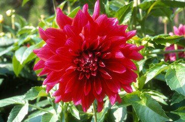 Dahlia 'Pomerol'