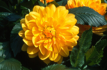 Dahlia Décoratif 'Odyssée'