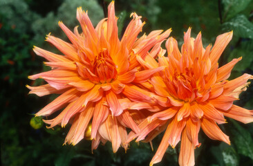 Dahlia 'Omega'