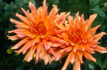 Dahlia 'Omega'