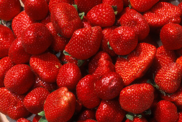 Fraise, fraisier, Fragaria vesca