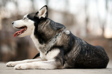 husky dog portrait