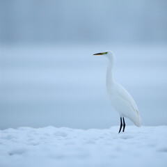 Obraz premium A solitary egret is captured in a moment of stillness against a serene, light blue backdrop, its long neck and pointed beak standing out starkly against the frosty surface beneath it.