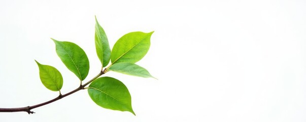 single branch with leaves against white background, simple, branch