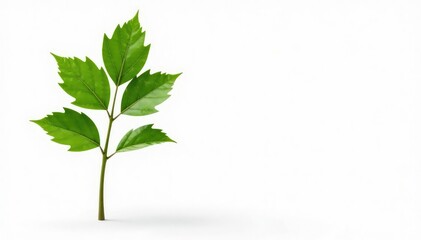 Single sapling, vibrant green foliage, pure white backdrop , vibrant, botany